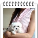 강아지 사랑 이미지