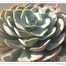 쪽빛하늘 이미지