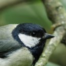 동물의 왕국-KBS 이미지