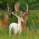 푸른여인숙 이미지