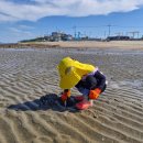 다이소 교통섬 | 아이랑 제부도 무료 갯벌 해루질 갈만한곳 (물때/준비물/다이소파라솔/할머니핫도그/슈필라움카페)