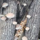 장흥농장 이미지