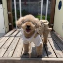 고기이발소 이미지