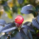 동백바다 이미지