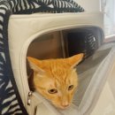 24시연동물의료센터 이미지