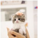 부산고양이분양 모나미네코 해운대본점 | 부산고양이분양 어디서할지 고민이라면? 부산고양이분양 모나미네코 해운대 본점에서 이쁜 고양이를...