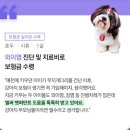한국펫주식회사 | 메리츠 펫 보험 내 돈 내산 찐 후기