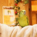 (주)휘바핀란드위드플레이정글 | 휘바 핀란드 with 플레이 정글(강원도 홍천, 애견 동반 가능 놀 곳)