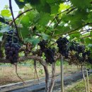 율현농장 이미지