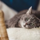 24시센트럴동물메디컬센터 이미지