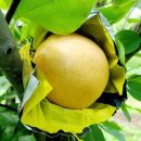 천식농장 이미지