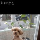 Hi,댕댕 | 양산 애견호텔 하이댕댕 비용 주소 이벤트