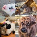 오 마이 캣 | 경기 포천 데이트코스 추천, 귀여움이 한가득인 마이애니멀스토리 in 평강랜드 방문 후기🐂