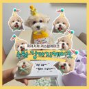 손바느질로 만드는 강아지 옷 | 수원 강아지 케이크 까까가개 예약·메뉴·주차, 반려견 커스텀 케이크 후기