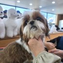 애견은 내친구 이미지