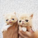 홈브리딩 이미지