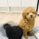 바운스라이브 이미지