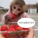 제일정육청과