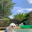 더포레스트하소로 이미지