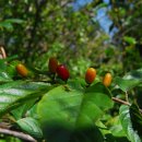 대정서초등학교 이미지