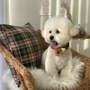 로로앤독 이미지