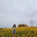 선도 | "봄에 노란 옷 입고 떠난 신안 선도섬 수선화축제 후기."