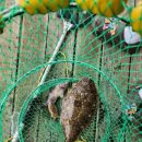 순정좌대 이미지