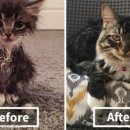 캥거루 동물병원 이미지