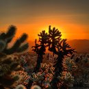 Joshua Tree National Park 1박 2일 캠핑 이미지