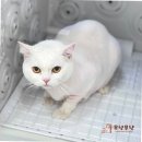 부산고양이미용&호텔 무냥무냥 대연점 | 부산고양이미용 전문, 무냥무냥 대연점에서 고양이 미용 경험하기