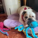 구암동147 | 대전 강아지 노령견 피부관절영양제 저분자콜라겐 닥터콜 잉글리쉬불독 털자라는 상처치료후기