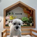 바르다펫 꿈의숲점 이미지