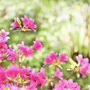 봉곡초등학교 병설유치원 이미지