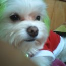 루루강아지 이미지