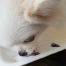 힐펫
