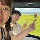 아프리카 | 아모트래블 내돈내산 후기 아프리카 세렝게티 신혼여행