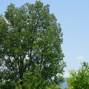 이태리포플라 Populus × canadensis Moench 이미지