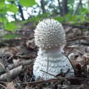 흰가시광대버섯(닭다리버섯), 긴부리광대버섯, 흰오뚜기광대버섯 이미지