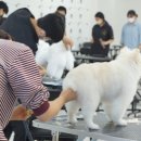 애견미용 이미지