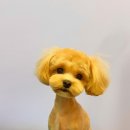 올웨이즈 반려견 미용실 이미지