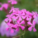 사랑의 소나기 이미지