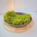 증평낚시 | 공기도 마음도 정화되는 코케다마 만들기_키우기 쉬운 식물 이끼볼 죽백 천국의계단 : 보은증평진천