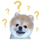 오즈펫살롱 이미지