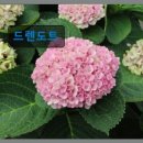 드렌도트 민박 네이버블로그