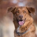 꿀강아지 이미지