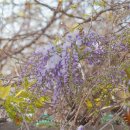 상인초등학교 | 대구 등나무꽃 명소 대백마트 개화상황 직접 다녀왔습니다