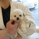 예쁜강아지 이미지