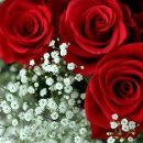 장미무도장 이미지