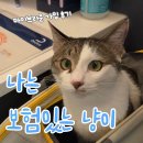 거창축산업협동조합동물병원 | 마이브라운 고양이보험 가입 후기, 웰컴브라운 신체검사부터 가입까지