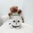 지오호텔 | [신림고양이미용호텔] 페르시안 지오의 첫 미용후기｜엉킴·피부염 제거+탄산입욕 캣치유